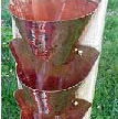 Funnel-Cups